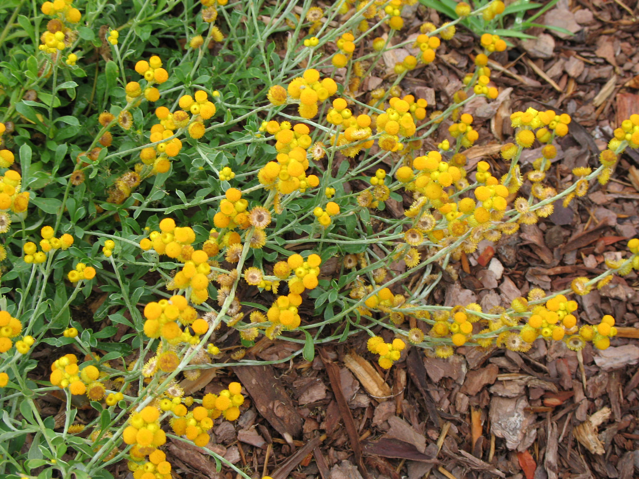 Online Plant Guide - Chrysocephalum apiculatum ‘Flambe Yellow’ / Flambe